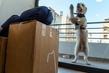 White dog standing in two legs with some moving boxes in a new home