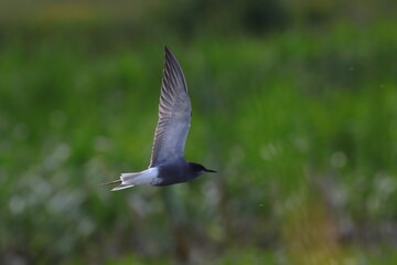 black  tern, bird in flight , Chlidonias niger