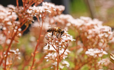 Closeup of blooming ground cover plant white stonecrop (sedum album), one honey bee (apis mellifera) in german garden