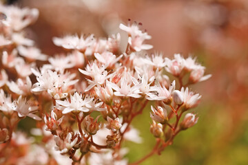 Closeup of blooming ground cover plant white stonecrop (sedum album) in german garden