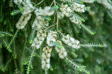 Melaleuca Lanceolata Flowers on Blurred Background