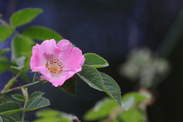 Obraz premium pink and yellow flower