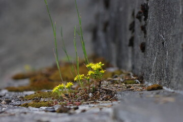 yellow flowers on the ground, flowers on concrete