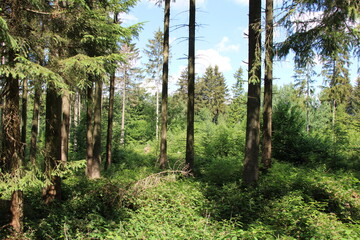 Dead spruce trees | Ecological succession in the Harz Mountains