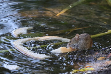 mouse eating bread from the lake