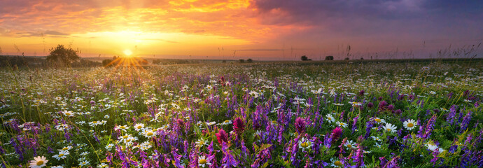 Beautiful summer sunrise over wild flowers meadow © Piotr Krzeslak