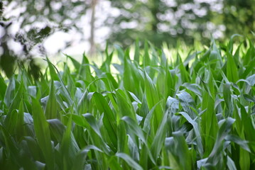 Fototapeta premium Cornfield with growing plants surrounded by trees