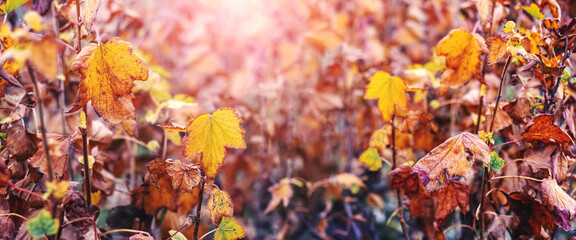 Autumn garden with colorful dry leaves on currant bushes in sunny weather. Autumn background