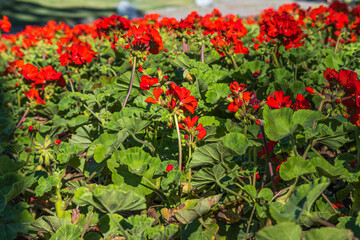 Pelargonium graveolens `Citronella`, often sold as Pelargonium citrosum, cultivar with deeply divided leaves and citronella like scent when crushed, not mosquito repellent