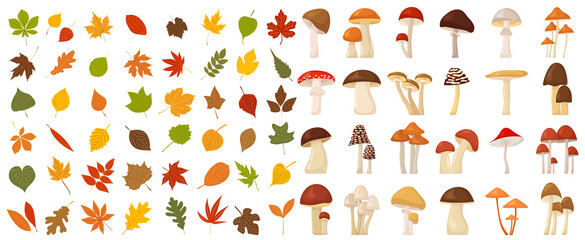 mushrooms and autumn leaves in flat style, set isolated, vector