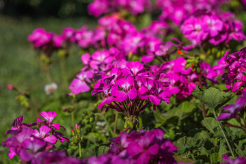 Fototapeta premium Pelargonium graveolens `Citronella`, often sold as Pelargonium citrosum, cultivar with deeply divided leaves and citronella like scent when crushed, not mosquito repellent