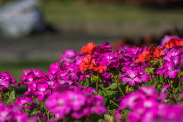 Pelargonium graveolens `Citronella`, often sold as Pelargonium citrosum, cultivar with deeply divided leaves and citronella like scent when crushed, not mosquito repellent