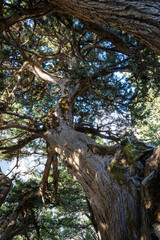 Die Samaria-Schlucht auf Kreta - Der Gran Canyon Europas