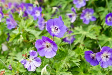 Fototapeta premium Geranium Rozanne in bloom, Cranesbills group of flowers