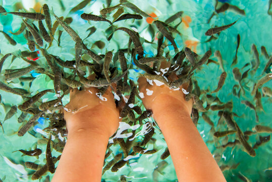 Fish Pedicures | Pedicure Infections | Safe Pedicures in Spring TXLouetta  Foot & Ankle Specialists