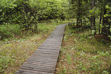 A trail of boards lies in the forest, a tourist route leads to a park, a walking road, walking in nature.