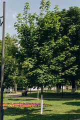 trees in the park