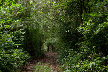Fototapeta premium Photograph of a path in a beautiful forest