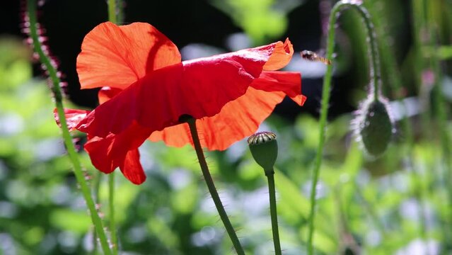 Klatschmohn (Papaver rhoeas), auch Mohnblume oder Klatschrose