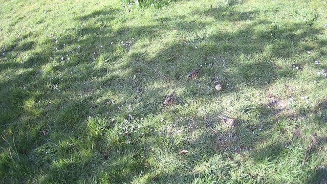 Bergfinken (Fringilla montifringilla) suchen Futter auf dem Rasen