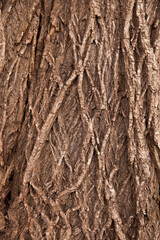 Obraz premium Texture of the bark of a deciduous tree. The background is wooden.
