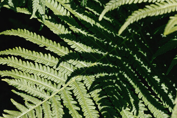 Juicy green bright leaf for green background.