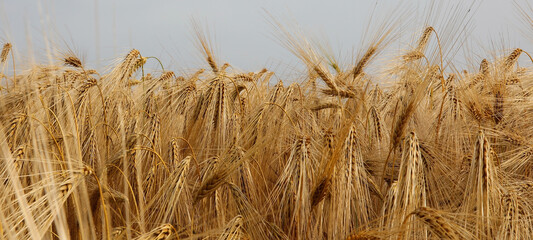 ears of golden wheat in the cultivated filed