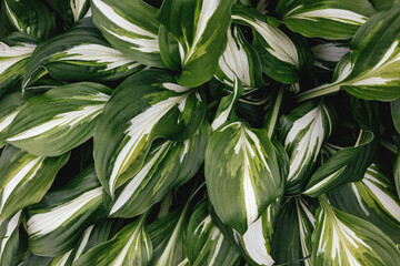 Obraz premium Juicy green bright leaf for green background.