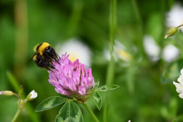 Bumblebee, bumblebee, bumble bee, bumble-bee, humble-bee