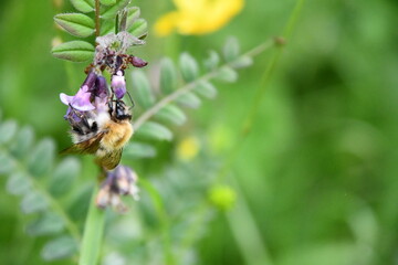 bee on a flower