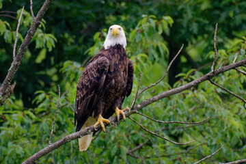 American Bald Eagle in Windsor in Upstate NY.  Beautiful Adult Bald Eagle in Summer in Broome County NY.  Eagle perched on a tree branch.
