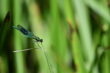 Dragonfly, Damselflies, Calopteryx splendens, Banded Demoiselle, Brídeog Bhandach, macro - closeup photography