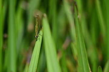 Dragonfly, Damselflies, Calopteryx splendens, Banded Demoiselle, Brídeog Bhandach, macro - closeup photography