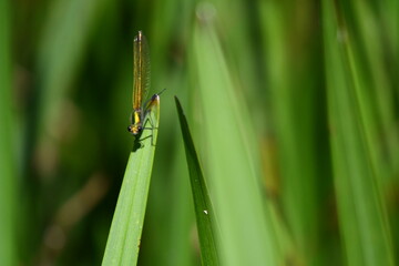 Dragonfly, Damselflies, Calopteryx splendens, Banded Demoiselle, Brídeog Bhandach, macro - closeup photography