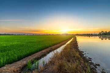 Fototapeta na wymiar Scenic view landscape of Rice field green grass with field cornfield or in Asia country agriculture harvest with fluffy clouds blue sky sunset evening background.