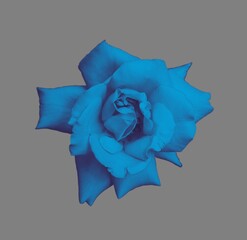 gorgeous blue rose isolated on white background
