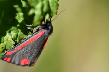 Cinnabar (Tyria jacobaeae), butterfly, macro photography