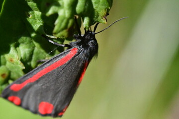 Cinnabar (Tyria jacobaeae), butterfly, macro photography