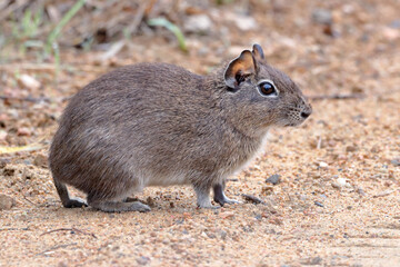  Brazilian guinea pig (Galea spixii) in the midst of wildlife, Northeastern Caatinga in Brazil