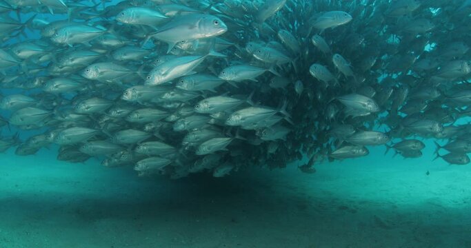 Big eye Trevally Jack, (Caranx sexfasciatus) Forming a polarized school, bait ball or tornado. Cabo Pulmo National Park, Cousteau once named it The world's aquarium. Baja California Sur,Mexico.
