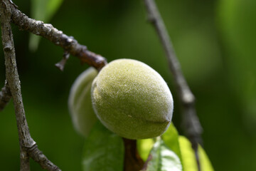 モシダレモモの実