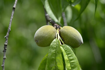 モシダレモモの実