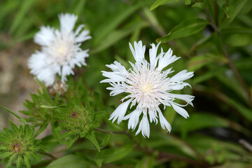 ストケシア・ホワイトスター