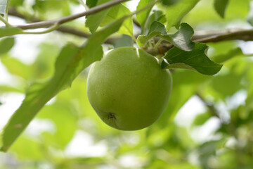 ニュートンのリンゴ