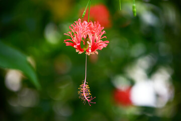 フウリンブッソウゲ