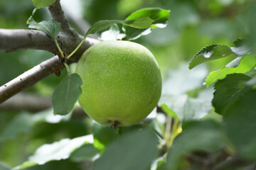 ニュートンのリンゴ