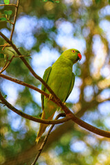 Fototapeta na wymiar The rose-ringed parakeet (Psittacula krameri), also known as the ring-necked parakeet (more commonly known as the Indian ringneck parrot), is a medium-sized parrot in the genus Psittacula