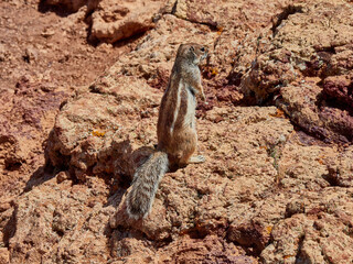 Ardilla Fuertventura