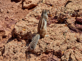 Ardilla Fuertventura