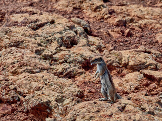Ardilla Fuertventura